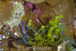 Peterson Cleaner Shrimpl...Bloody Bay Marine Park, Little... by Larry Polster 